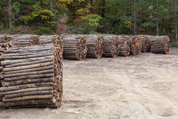 A stack of long trunks prepared for transportation on the autumn forest background