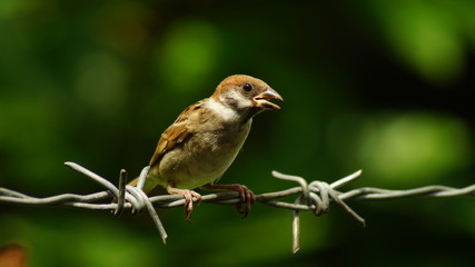 Philippine Maya Bird or Eurasian Tree Sparrow or Passer montanus perching on barbed wire