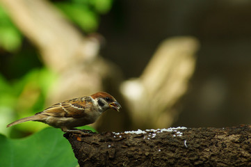 Philippine Maya Bird or Eurasian Tree Sparrow or Passer montanus perching on barbed wire