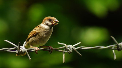 Philippine Maya Bird or Eurasian Tree Sparrow or Passer montanus perching on barbed wire