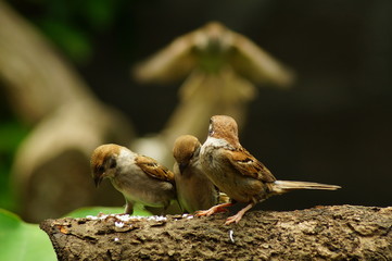 Philippine Maya Bird or Eurasian Tree Sparrow or Passer montanus perching on a tree branch to feed