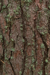 Old pine bark with green moss background texture