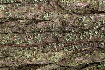 Green moss on old tree bark background, nature texture
