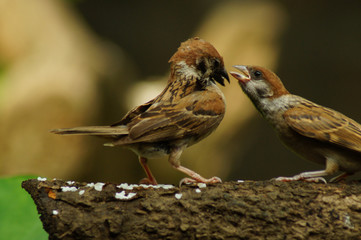 Philippine Maya Bird or Eurasian Tree Sparrow or Passer montanus perching on a tree branch mouth feeding other bird