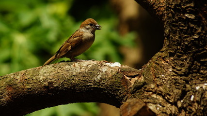 Naklejka na ściany i meble Brown Maya Bird or Eurasian Tree Sparrow