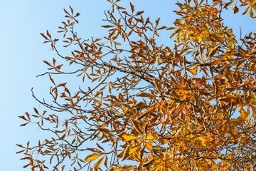 Tree branch silhouette over blue sky background.