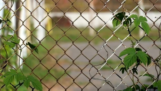 Common hop entwined in old fence made of steel wire mesh