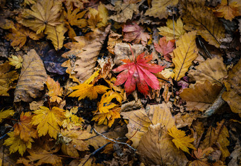 Autumn leaves closeup view - natural background. Shallow depth field.