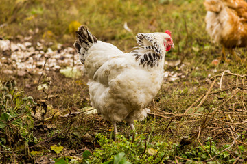 A light Sussex hen . Dual-purpose, eggs and meat.Dual-purpose, eggs and meat.Domestic bird walk on the lawn of the farm.