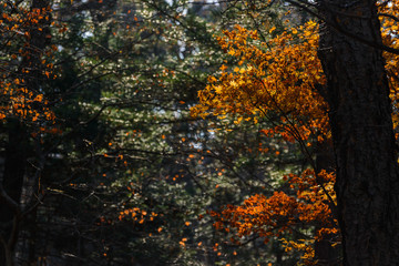 Autumn in forest - maple leaves in sunlight.