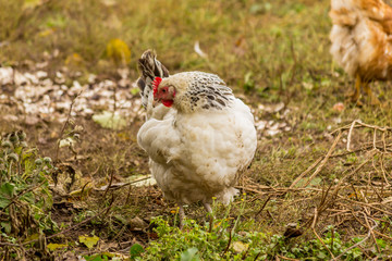 A light Sussex hen . Dual-purpose, eggs and meat.Dual-purpose, eggs and meat.Domestic bird walk on the lawn of the farm.