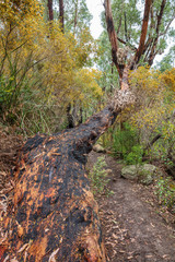 Fire damaged gum trees in Wilsons Promomntory national Park, Victoria, Australia