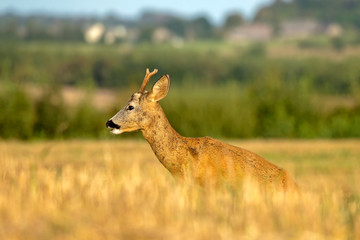 Close-up of young roe deer in the field. Roe deer (Capreolus capreolus), male. Early autumn in the Eastern Lithuania.