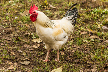 A light Sussex cock . Dual-purpose, eggs and meat.Domestic bird walk on the lawn of the farm.