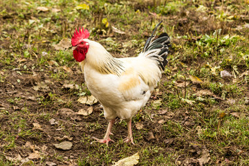 A light Sussex cock . Dual-purpose, eggs and meat.Domestic bird walk on the lawn of the farm.