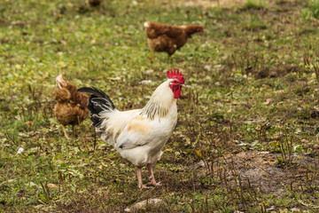 A light Sussex cock . Dual-purpose, eggs and meat.Domestic bird walk on the lawn of the farm.