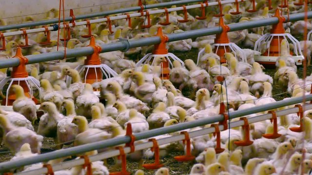 Broiler Chickens on a Poultry Farm / Chickens for fattening on a modern poultry farm