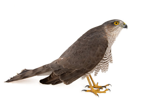 Sparrowhawk (Accipiter nisus) female. Isolated on white. Side view