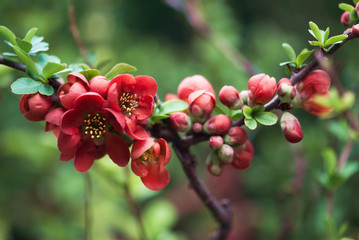 Fototapeta premium Red Flowering Quince