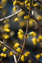 Yellow Tree Flowers
