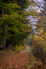 Obraz premium autumnal forest on a foggy morning