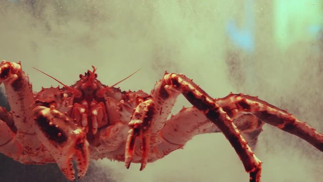 Giant Japanese Spider Crab, Macrocheira Kaempferi, Held Imprisoned In A Fish Tank As A Display Of A Seafood Restaurant.