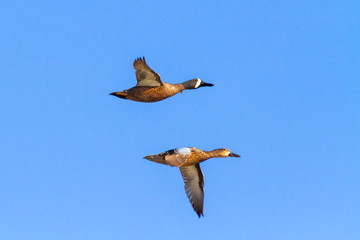 Blue-winged Teal flying