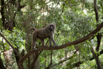 Baboon climbing on a branch in Nechisar national park in Ethiopia.