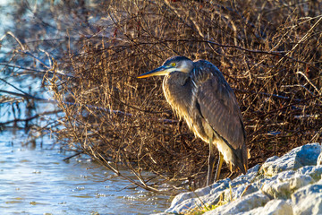 Great blue heron