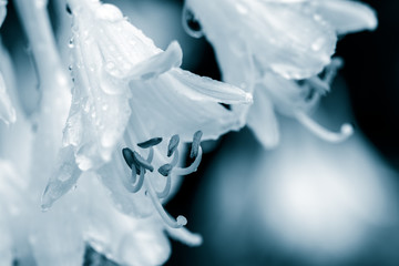 closeup of flower