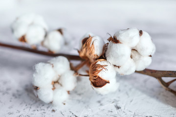 White fluffy cotton flowers. Dry plant with open buds