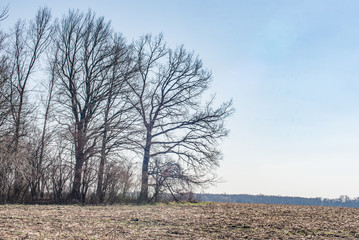 tree in the field