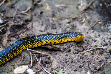Speckled Kingsnake