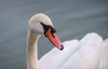 Beautiful white swan