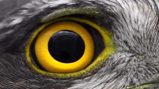 hawk eye close-up, macro photo, eye of the female Eurasian Sparrowhawk (Accipiter nisus)