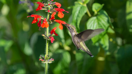 Enjoying the Abundance