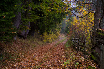Obraz premium autumnal forest on a foggy morning