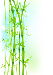 Bamboo green asian trees on white background