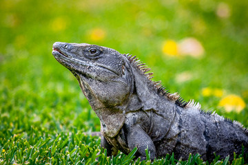 Iguana on grass