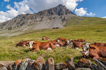 Fototapeta na wymiar Alpine cows lie in a pasture - Vanoise National Park. Photo taken Juli 2018.
