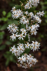 Twiggy Daisy bush flowers (Olearia ramulosa) found in Wilsons Promontorty national park, Victoria, Australia