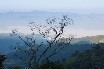 Obraz na płótnie Canvas Beautiful scenery of nature and mist at Phukradung,Thailand