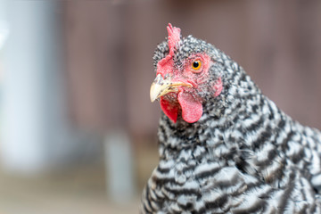 Portrait of Plymouth Rock Chicken (Barred Rock hen) on the farm.