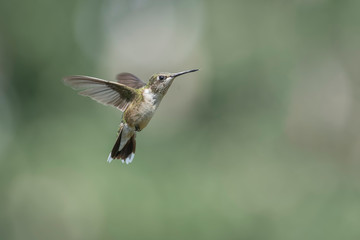 Freedom in Flight