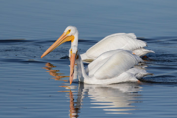 White Pelican in Florida Wetland