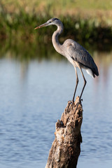 Beautiful Great Blue Heron in Florida Marsh