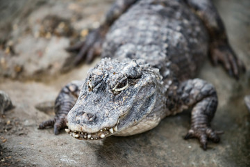 Obraz premium Alligator - Closeup hi-res of endangered Yangtze Chinese species Alligator Sinensis from the front