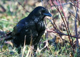 Black Raven 