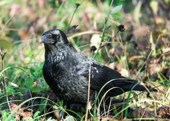 Black Raven in the Grass