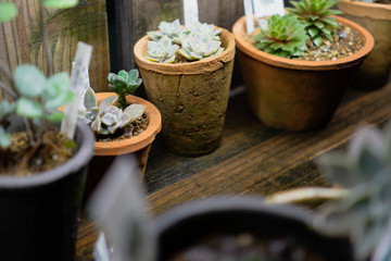 Plant pots in rainy day at night
